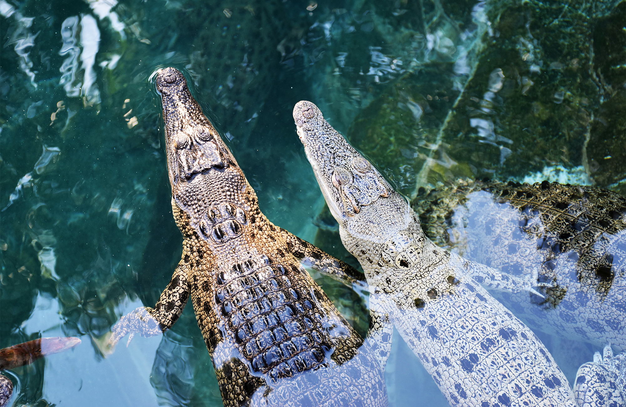 В Дарвин крокодилы в море